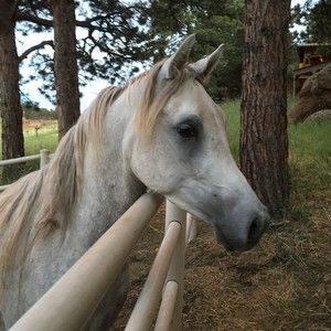 Meet your Posher, Kris